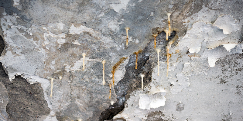 livres de infiltração